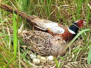如何防止野鸡吃瓜,有效防止野鸡偷食瓜果的实用策略 第2张 如何防止野鸡吃瓜,有效防止野鸡偷食瓜果的实用策略 第2张